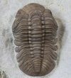 Lochovella (Reedops) Trilobite - Oklahoma #36143-3